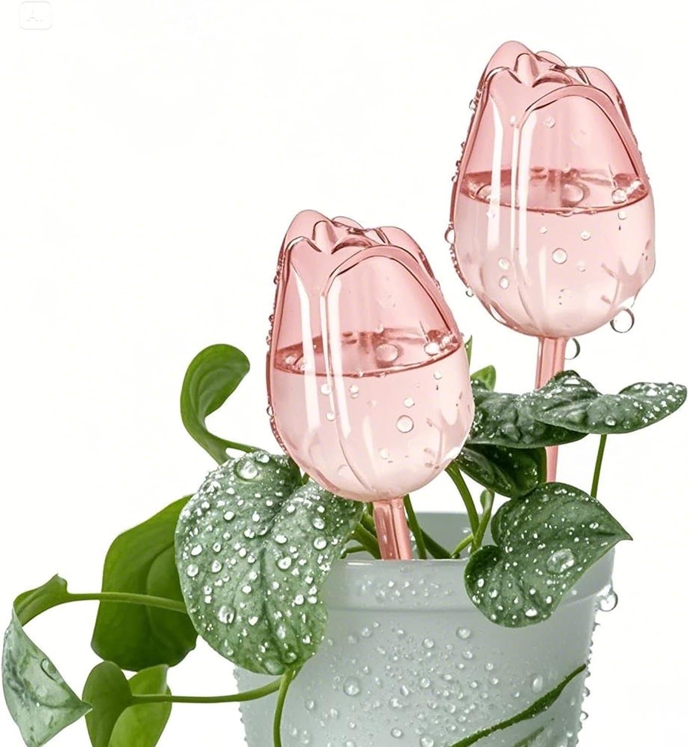 Zwei Tulpenförmige Bewässerungskugeln – Einfache Automatische Bewässerung Von Zimmer- Und Gartenpflanzen – Perfekt – Einfache Bewässerung Von Topfpflanzen