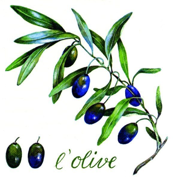 Braun&company - Servietten Motiv Olive weiß 33x33 cm, 20er Pack Papierservietten