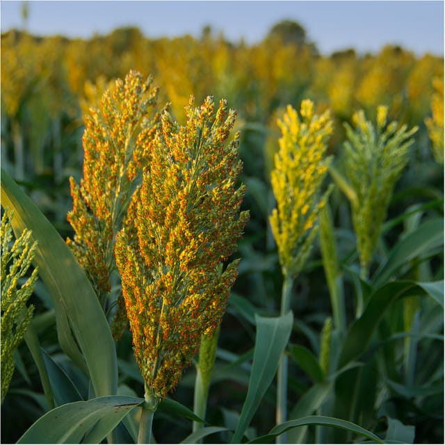 Freudenberger - Sudangras gardavan 25 kg Hirsegras Sorghum Futterpflanze Massebildung Biogas