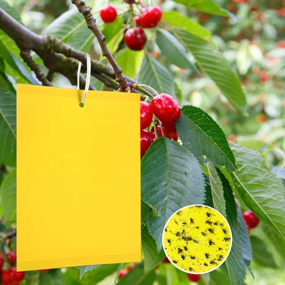 Packung Mit 20 Gelben Kirschbaumaufklebern, Pilz- Und Mückenbekämpfung, Gelbe Obstbaumaufkleber, Kirschbaumfliegenfallen, Gelbe Fliegenfalle Für