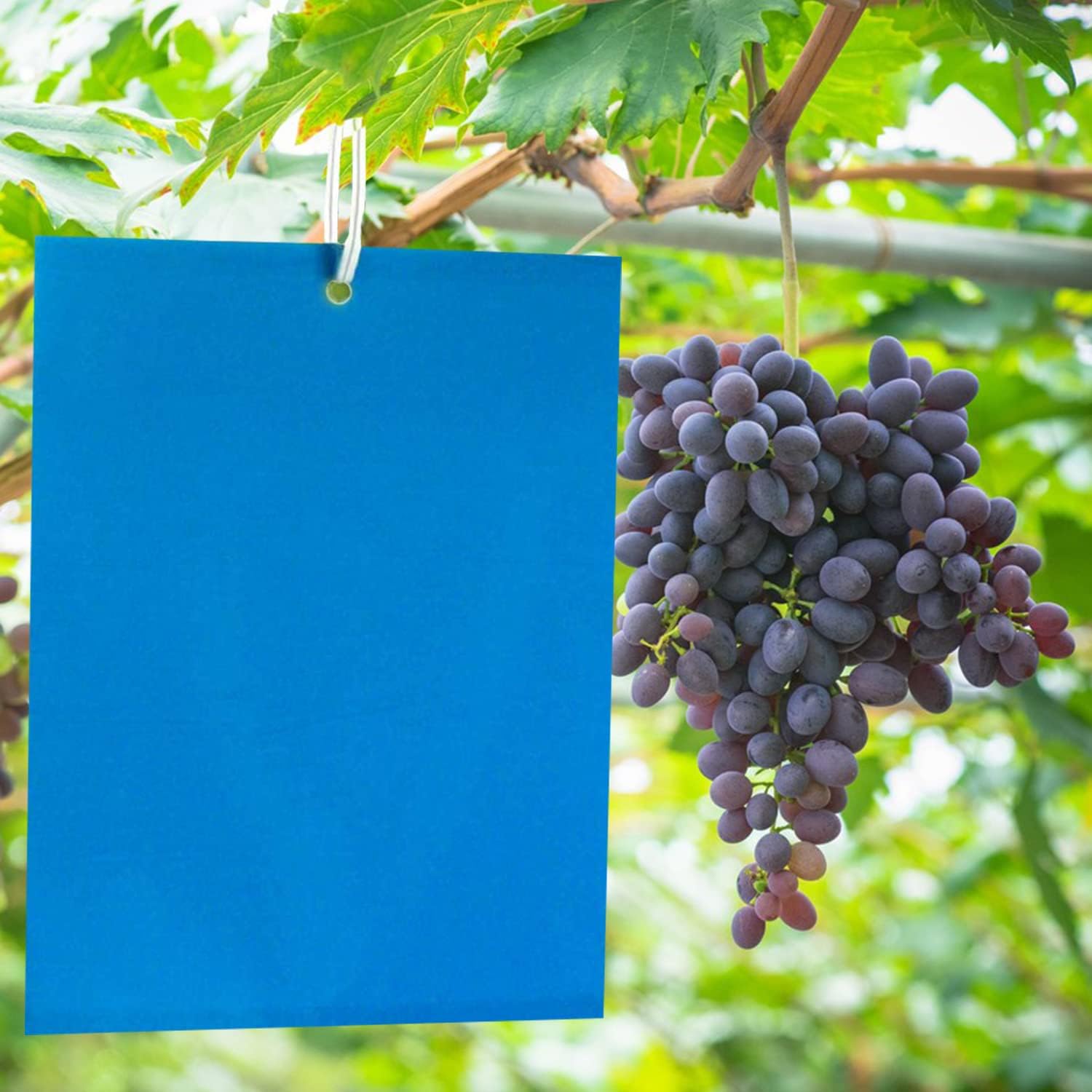 20 Stück Blaue Doppelseitige Fliegenfallen, Klebrige Doppelseitige Klebefallen Für Fliegende Insekten - Gewächshaus Und Freiland, Thripse, Teemotten, Fliegen, Reiszikaden, Baumwollraupen.