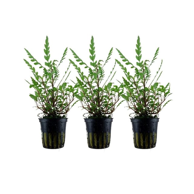 Aquaristikwelt24 - Aquarium Pflanze 3 Stück Hygrophila pinnatifida Wasserpflanze Topf Nr.351A Set