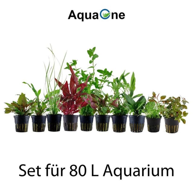 Aquaristikwelt24 - Set für 80 Liter Aquarien mit 10 Pflanzen Aquariumpflanzen Set Nr.137