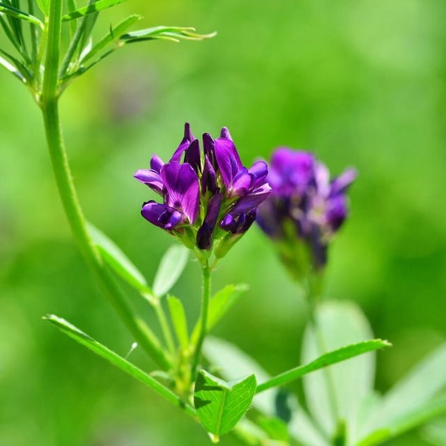 Freudenberger - Luzerne 10 kg Medicago sativa Alfalfa Schneckenklee Ewiger Klee Nutzpflanze Saat