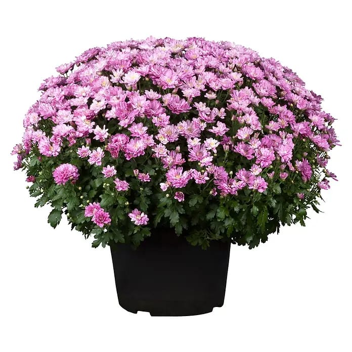 Piardino Herbst-Chrysantheme Dendranthema Hybride (Dendranthema Hybride, Topfgröße: 19 cm, Sortenabhängig)
