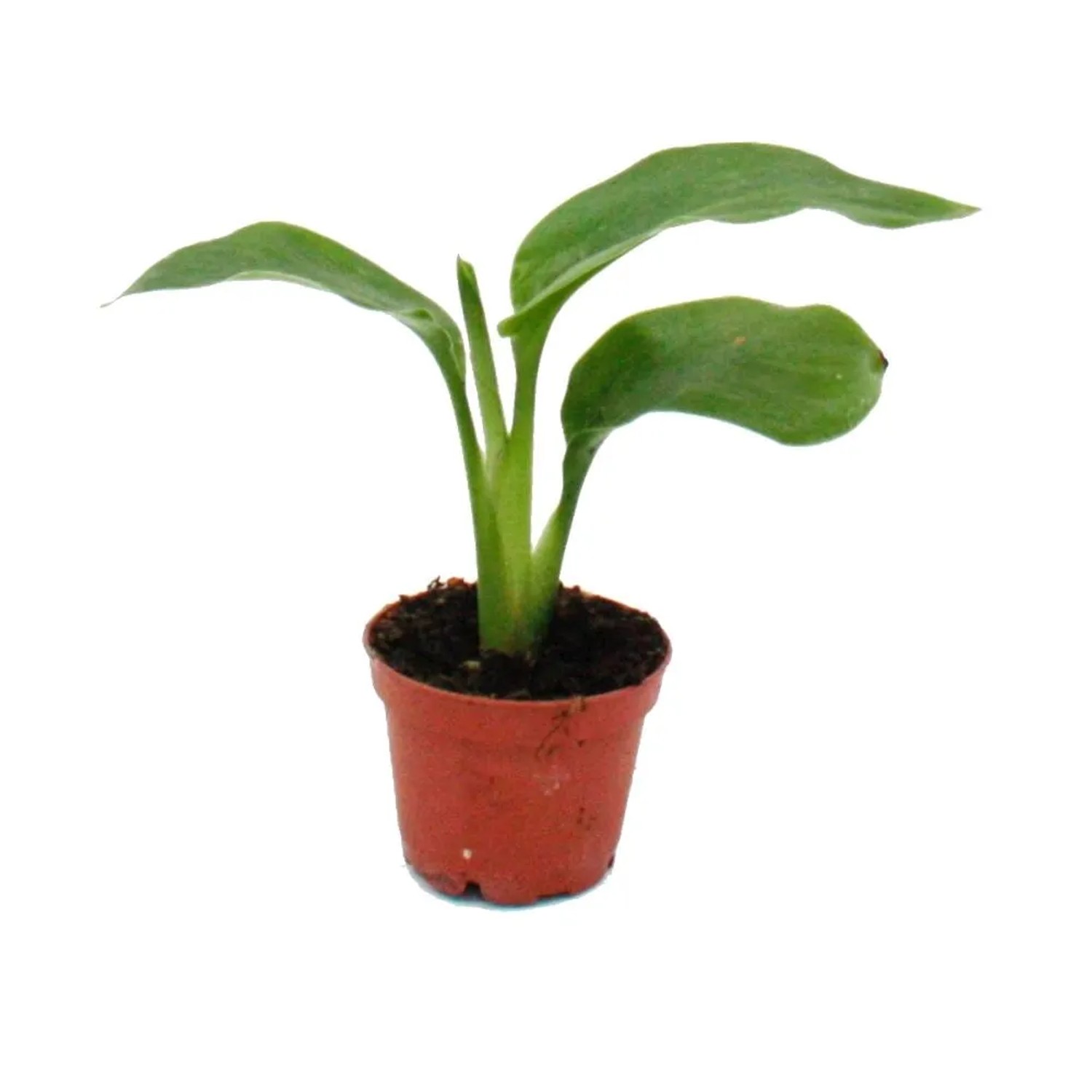 Exotenherz Minipflanze Monstera Deliciosa Fensterblatt Ideal für Kleine Schalen und Gläser Babyplant im 5,5cm Topf