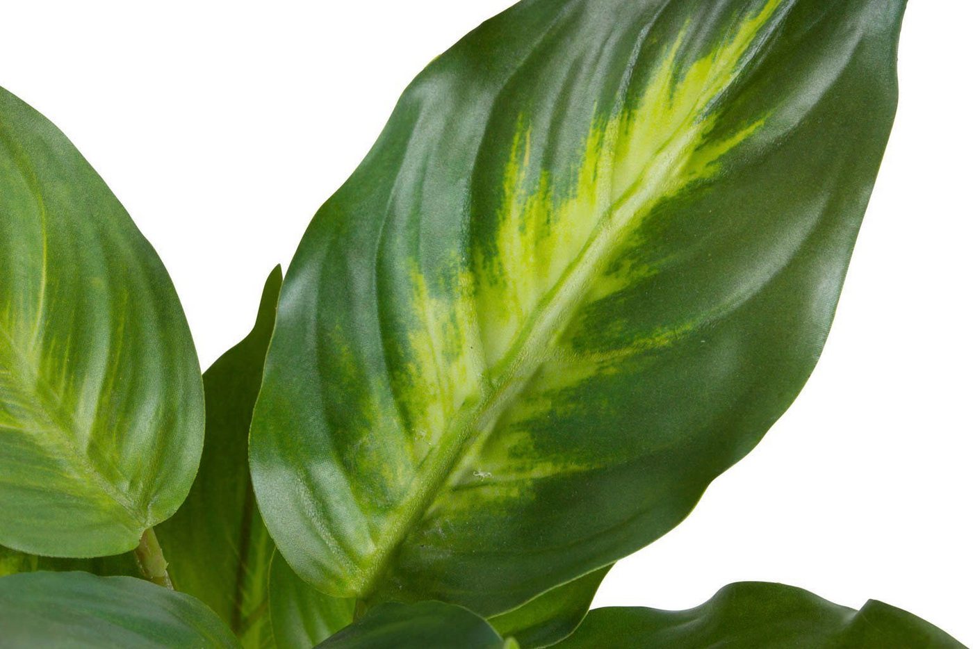 Künstliche Zimmerpflanze Dieffenbachia Camila, Botanic-Haus, Höhe 28 cm Bild 2