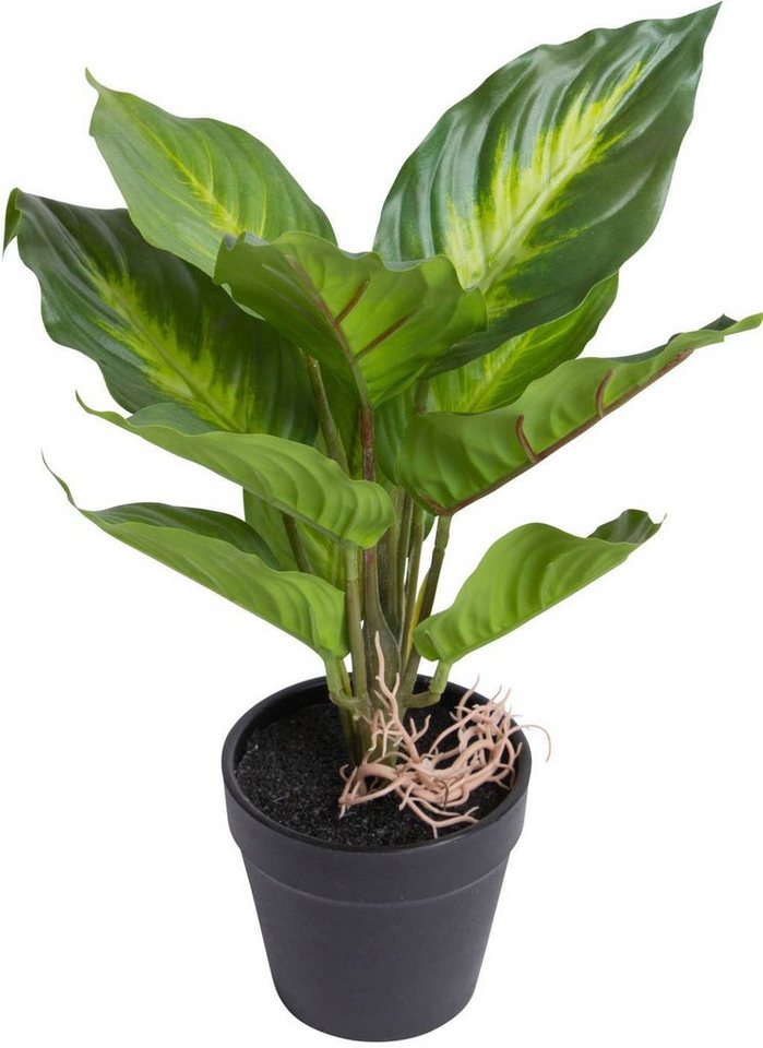 Künstliche Zimmerpflanze Dieffenbachia Camila, Botanic-Haus, Höhe 28 cm Bild 3