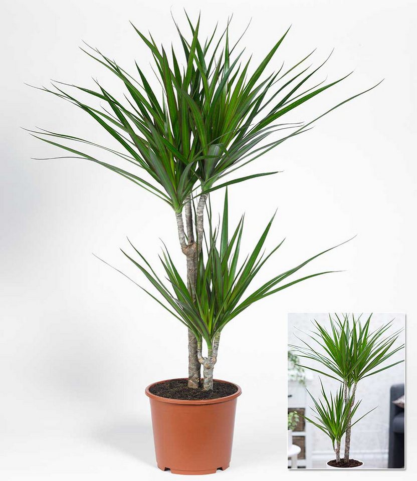 BALDUR Garten Zimmerpflanze Dracena 'Marginata' ca. 75-85 cm hoch, 1 St., Zimmerpflanze