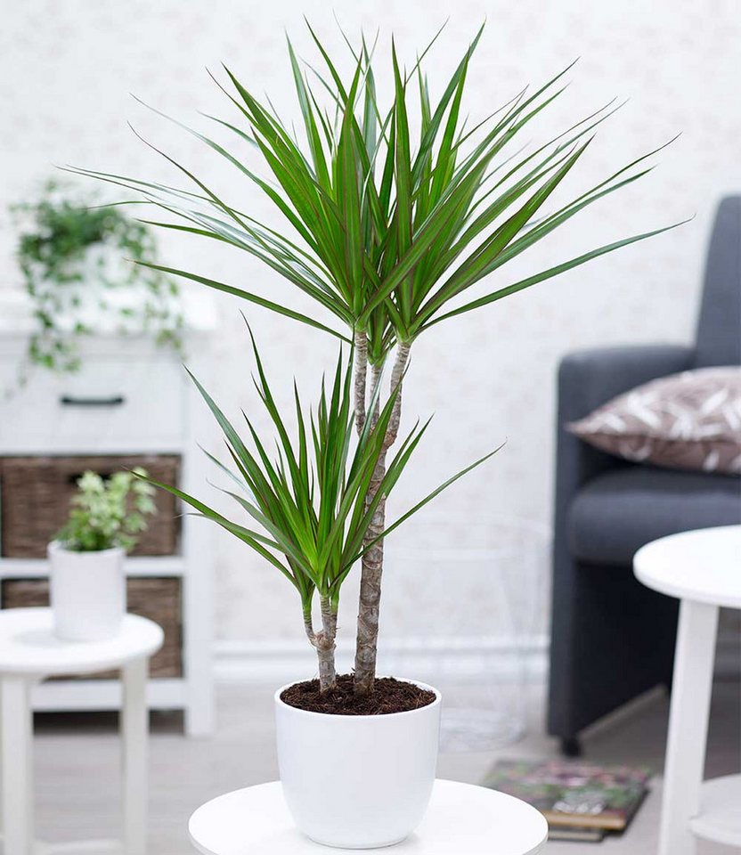 BALDUR Garten Zimmerpflanze Dracena 'Marginata' ca. 75-85 cm hoch, 1 St., Zimmerpflanze Bild 2