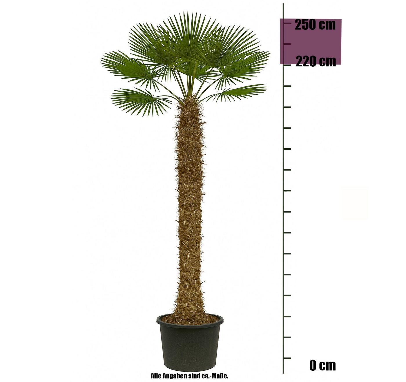 Palms-Store Baum XXL Palme Trachycarpus Fortunei ca. 250 cm Höhe Winterhart –19 °C