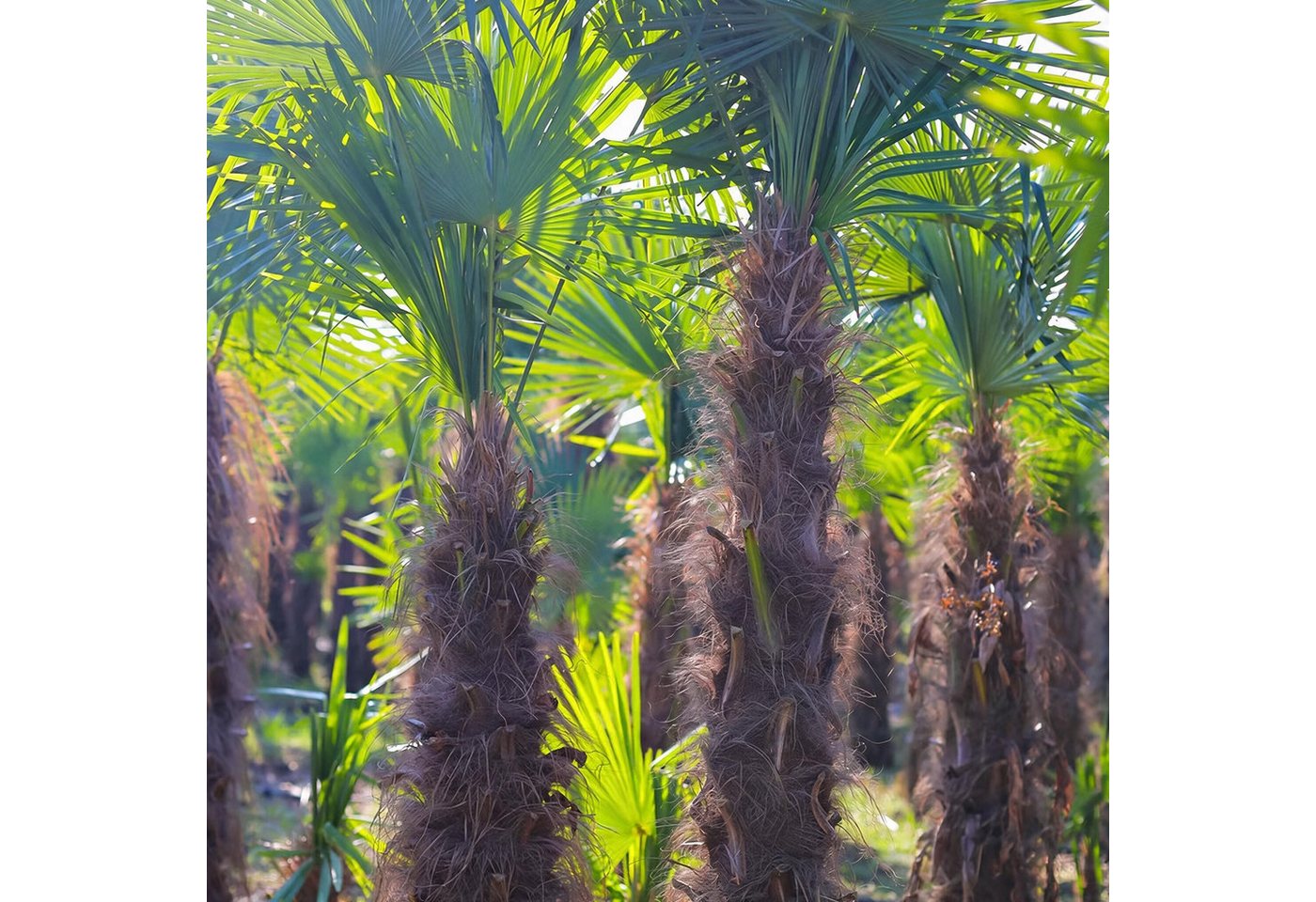 Palms-Store Baum XXL Palme Trachycarpus Fortunei ca. 250 cm Höhe Winterhart –19 °C Bild 2