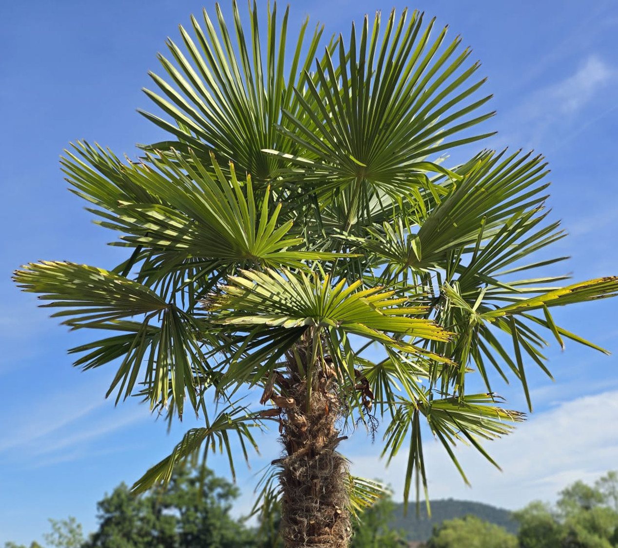 Palms-Store Baum XXL Palme Trachycarpus Fortunei ca. 250 cm Höhe Winterhart –19 °C Bild 3