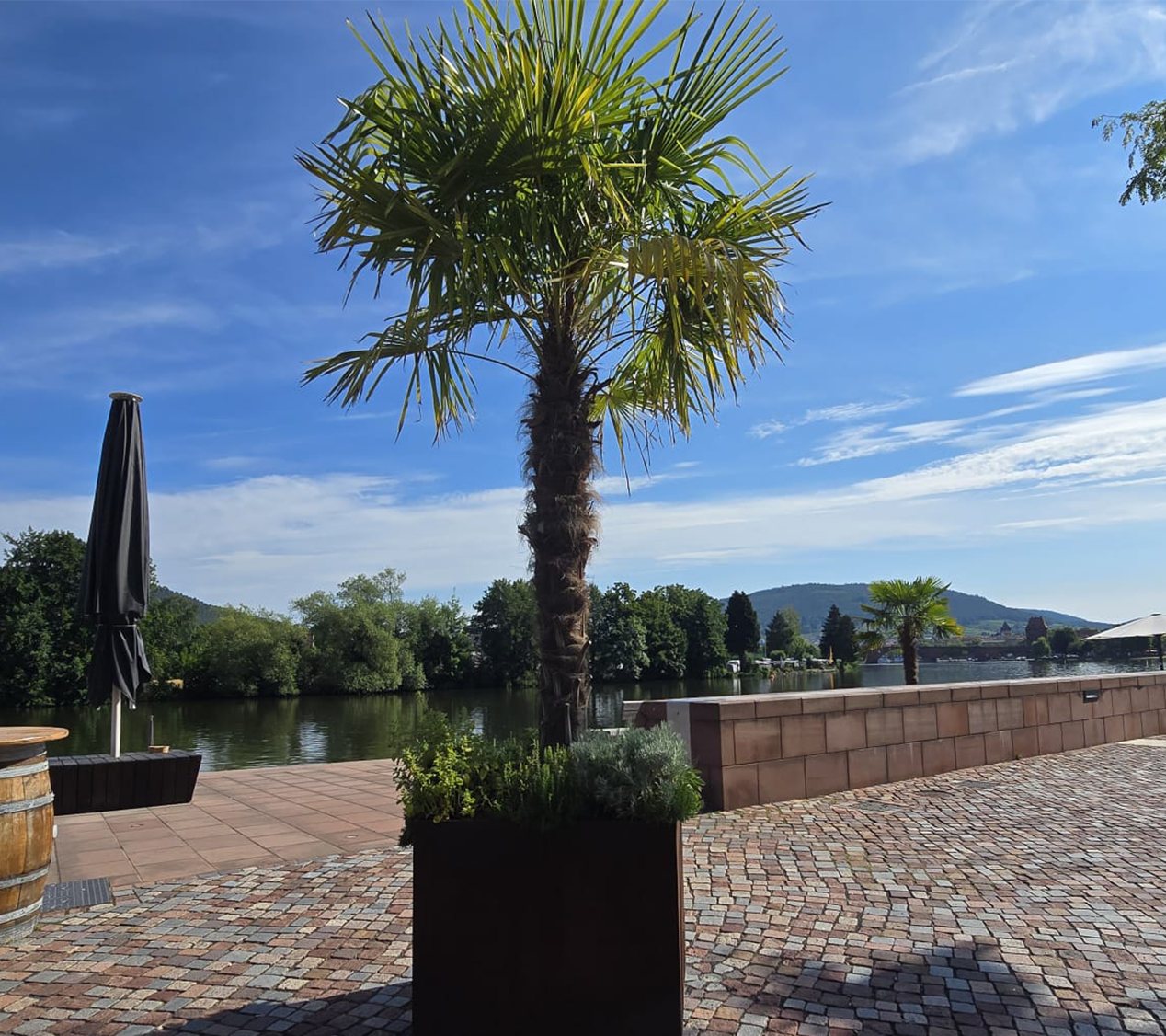 Palms-Store Baum XXL Palme Trachycarpus Fortunei ca. 250 cm Höhe Winterhart –19 °C Bild 4
