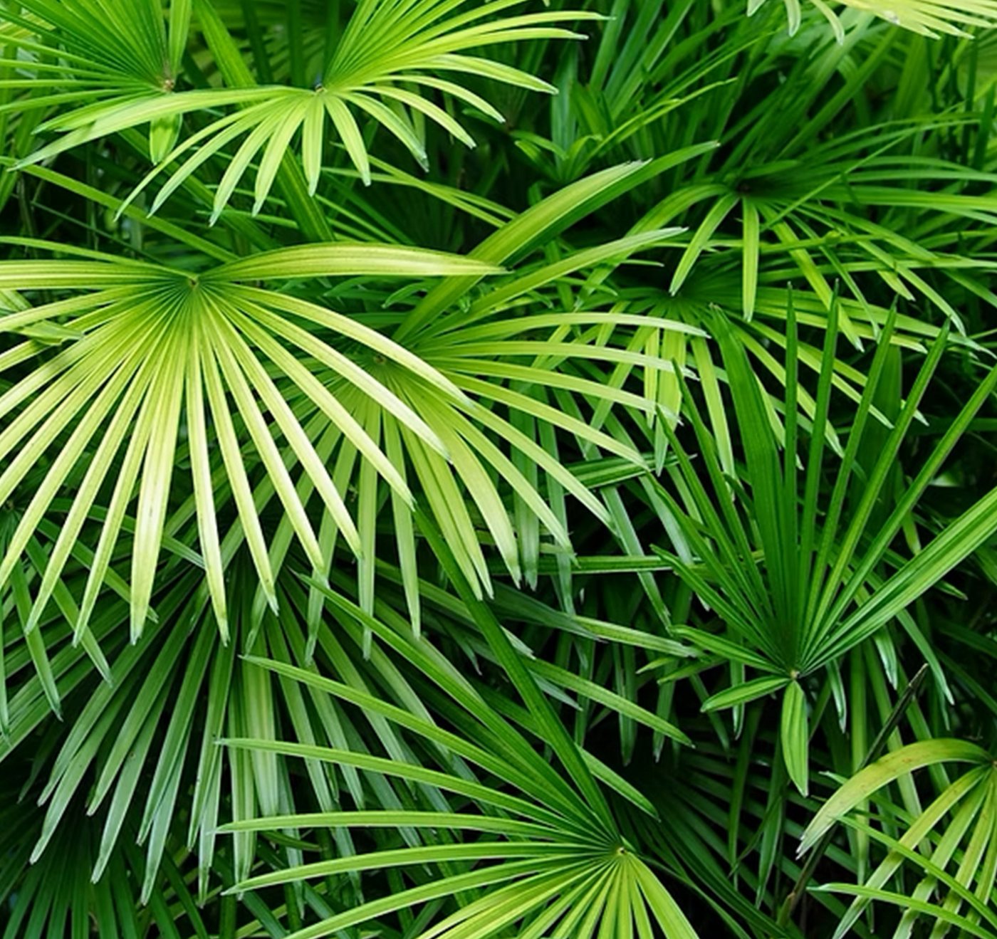 Palms-Store Baum XXL Palme Trachycarpus Fortunei ca. 250 cm Höhe Winterhart –19 °C Bild 5