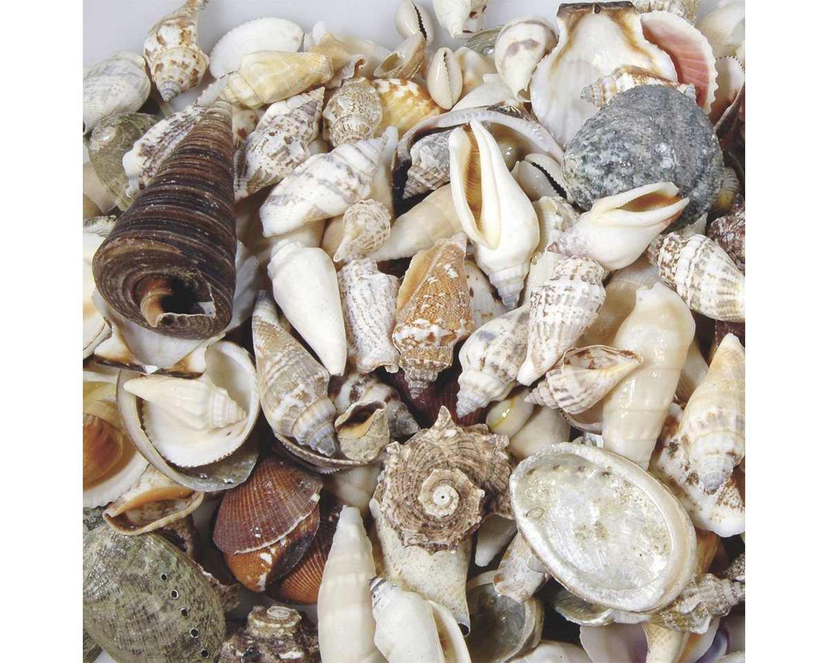 Knorr Prandell Bastelfilz Muscheln 1,5-7cm 250g natur
