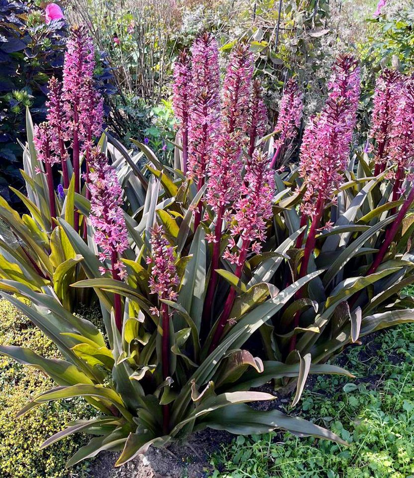 BALDUR Garten Staude Eucomis 'Purple Reign', 1 St., Ananaslilie,winterhart, burgunderrotes Laub, rosa Sternblüten