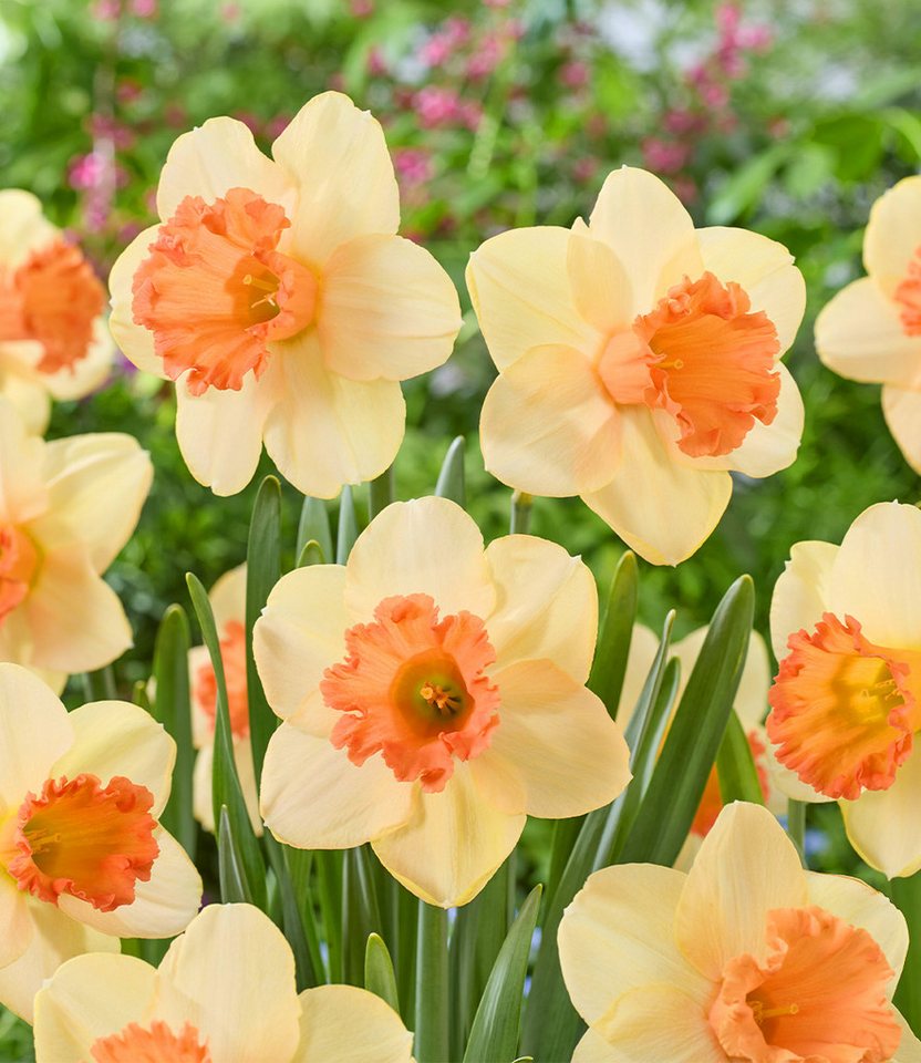 BALDUR Garten Blumenzwiebeln Narzisse 'Fulfillment', Osterglocke,winterhart, kontrastreiche Blüten,duftend, pflegeleicht