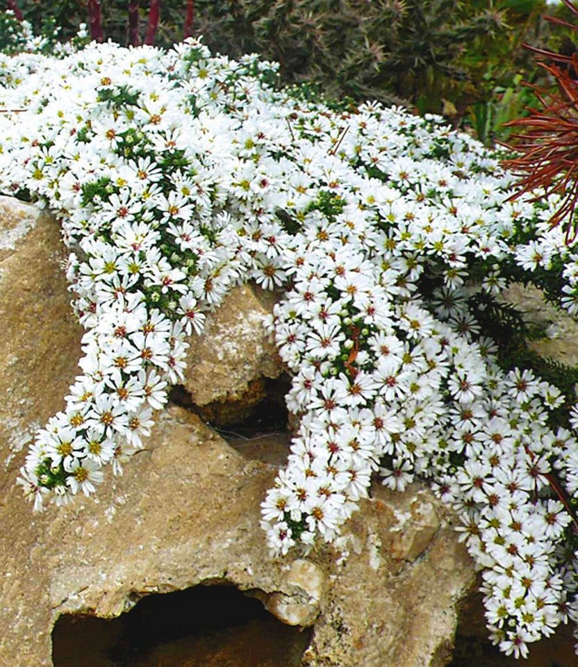 BALDUR Garten Bodendecker Steinaster 'Snowflurry', 3 St., Myrtenaster,winterhart, blühfreudig,reichblühend, pflegeleicht Bild 2