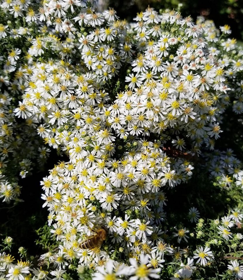 BALDUR Garten Bodendecker Steinaster 'Snowflurry', 3 St., Myrtenaster,winterhart, blühfreudig,reichblühend, pflegeleicht Bild 3