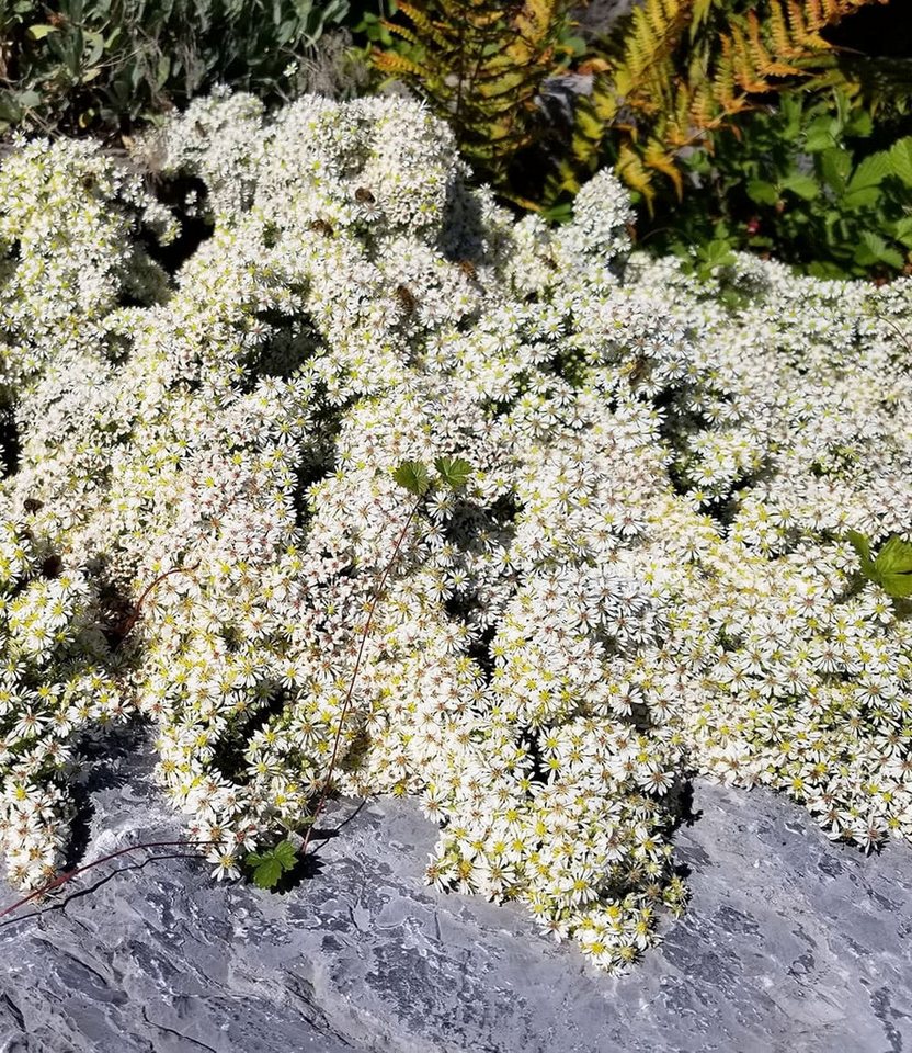 BALDUR Garten Bodendecker Steinaster 'Snowflurry', 3 St., Myrtenaster,winterhart, blühfreudig,reichblühend, pflegeleicht Bild 4