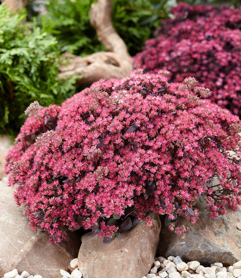 BALDUR Garten Bodendecker Sedum Sun Sparkler® 'Sedoro Blue Elf', 10 St., Steingartenpflanze,winterhart, mehrjährig,duftend Bild 2