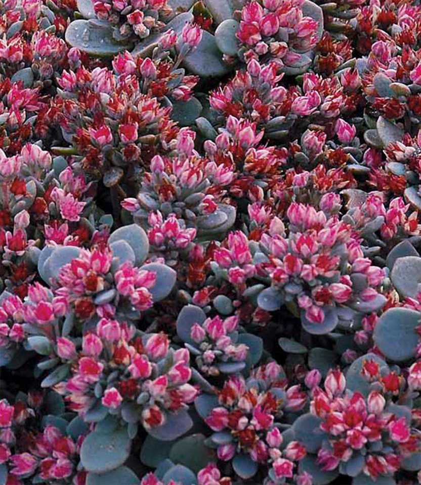 BALDUR Garten Bodendecker Sedum Sun Sparkler® 'Sedoro Blue Elf', 10 St., Steingartenpflanze,winterhart, mehrjährig,duftend Bild 3