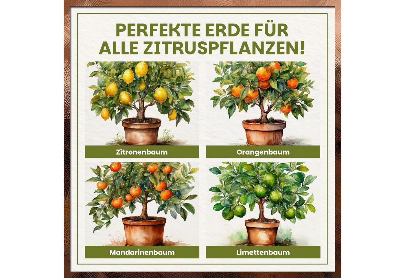 GREEN HOME LOVE NATURE Spezialerde Zitruserde für Zitruspflanzen & mediterrane Pflanzen, Langzeitdünger 18 L, 36 L, 72 L, Langzeitdünger, Perlite, Kokosfasern, pH 5,8, gute Drainage Bild 4