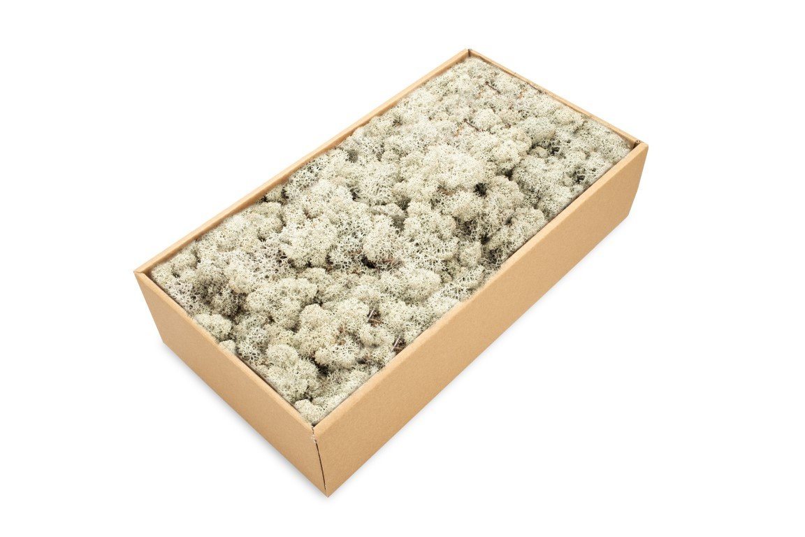 NaDeco Bastelnaturmaterial Islandmoos Grau 500g