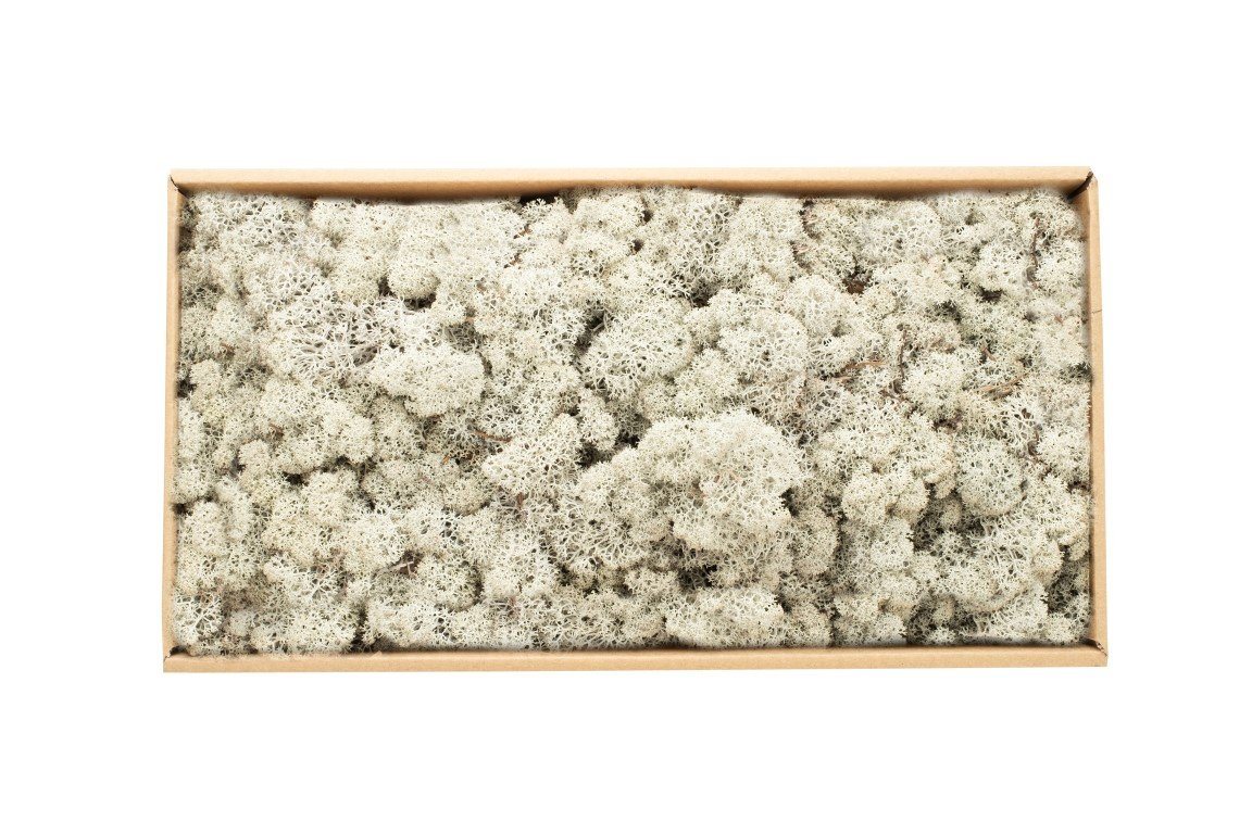 NaDeco Bastelnaturmaterial Islandmoos Grau 500g Bild 2