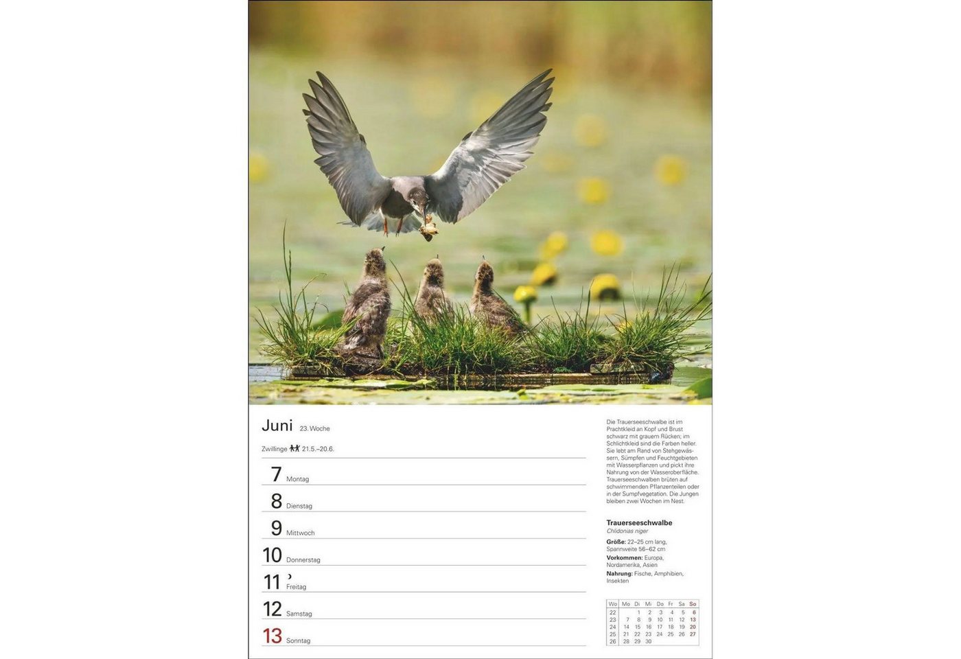 Harenberg Kalender Verlag Wandkalender Heimische Tiere Wochenplaner 2027 - 53 faszinierende Fotografien
