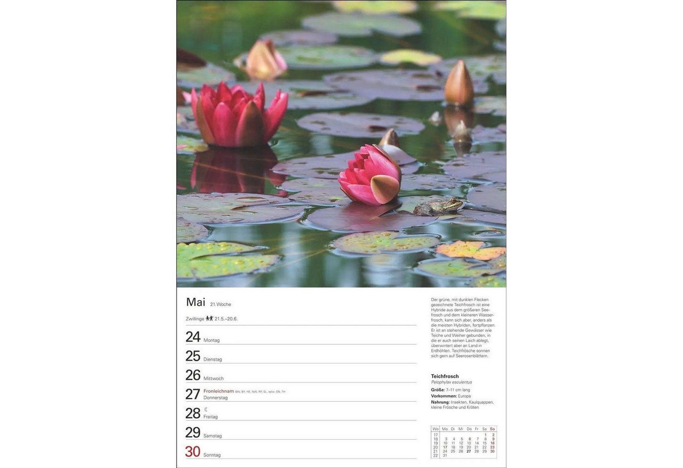 Harenberg Kalender Verlag Wandkalender Heimische Tiere Wochenplaner 2027 - 53 faszinierende Fotografien Bild 3