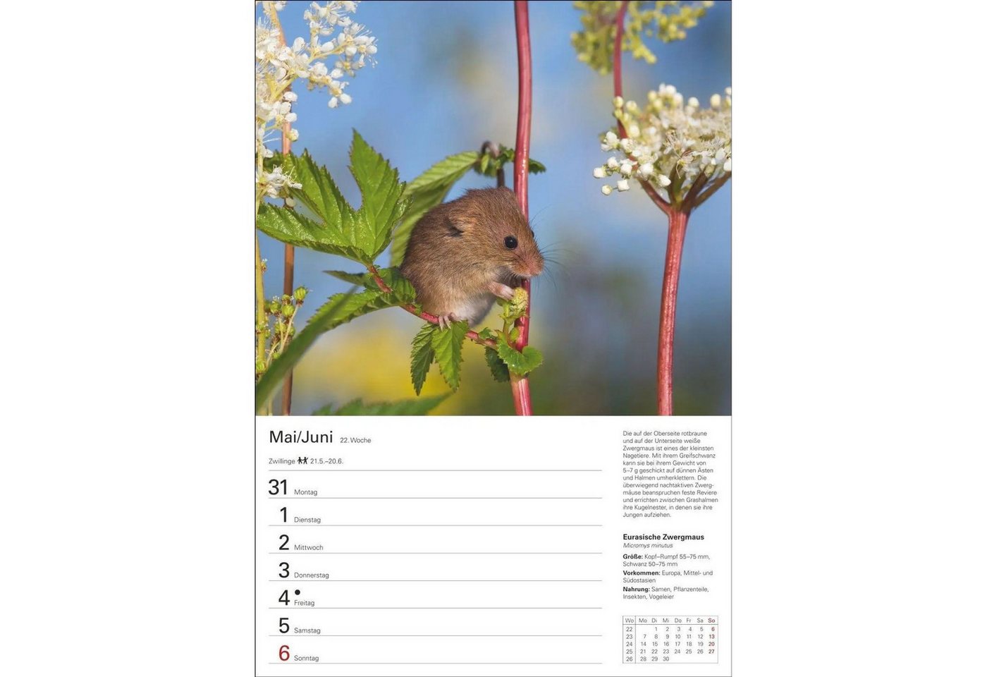Harenberg Kalender Verlag Wandkalender Heimische Tiere Wochenplaner 2027 - 53 faszinierende Fotografien Bild 5