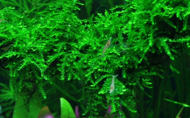 Aquaristikwelt24 - Moos Set mit 3 Tropica in Vitro Pflanzen Aquariumpflanzenset Nr.55