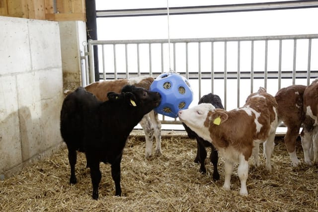 Kerbl - Futterball Futterspielball blau für Pferde / Spielzeug für Tiere - 3210385