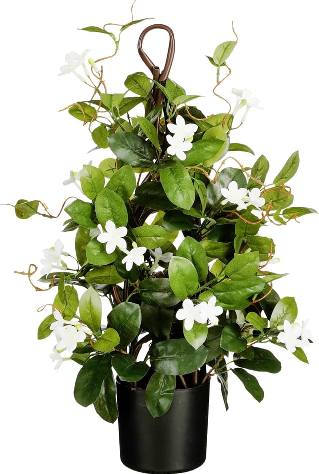 Mica Decorations - Stephanotis im Topf ø 30 x 60 cm grün Zimmerpflanzen