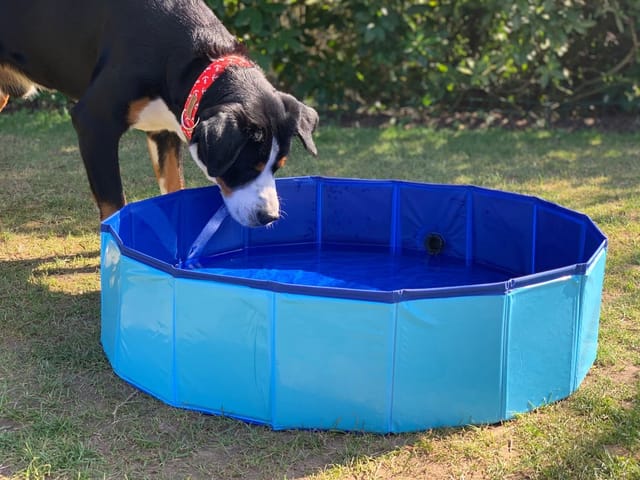 Buri - Hundepool faltbar 80x20cm Badewanne Schwimmbecken Swimmingpool Planschbecken Hundebad