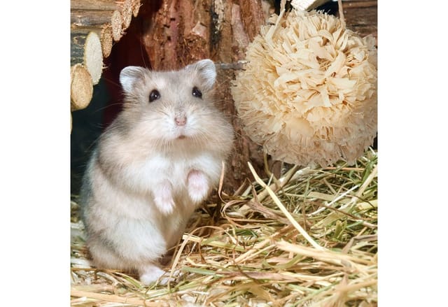 Hamster Zubehör Set 5 tlg., Grasröhre & 4 Bälle, Käfigzubehör Nager, Mäuse, Hamsterspielzeug Stroh/Gras, natur - Relaxdays