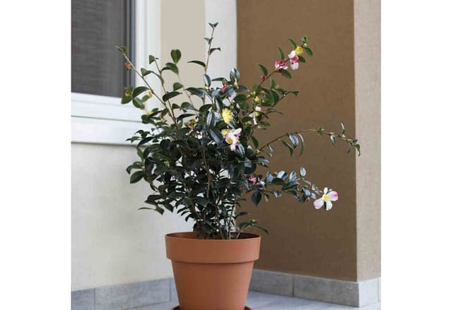Pflanzuntersetzer medea 16 cm terrakotta