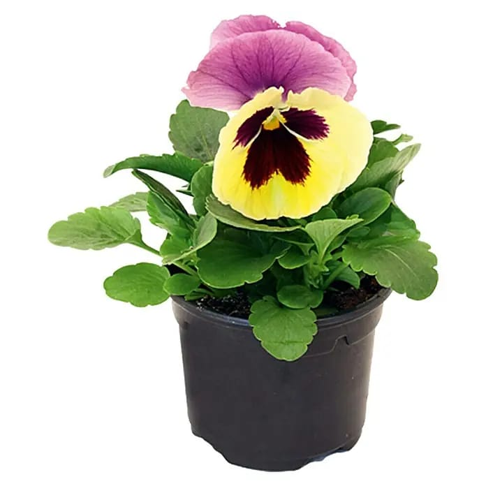 Piardino Garten-Stiefmütterchen (Viola F1, Sortenabhängig)