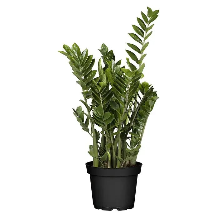 Piardino Glücksfeder (Zamioculcas zamiifolia, Topfgröße: 24 cm)