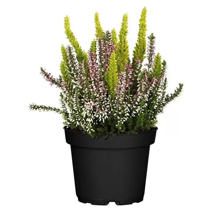 Besenheide Beauty Ladies 2 Farben (Calluna vulgaris, Topfgröße: 6 cm, Weiß/Rosa)