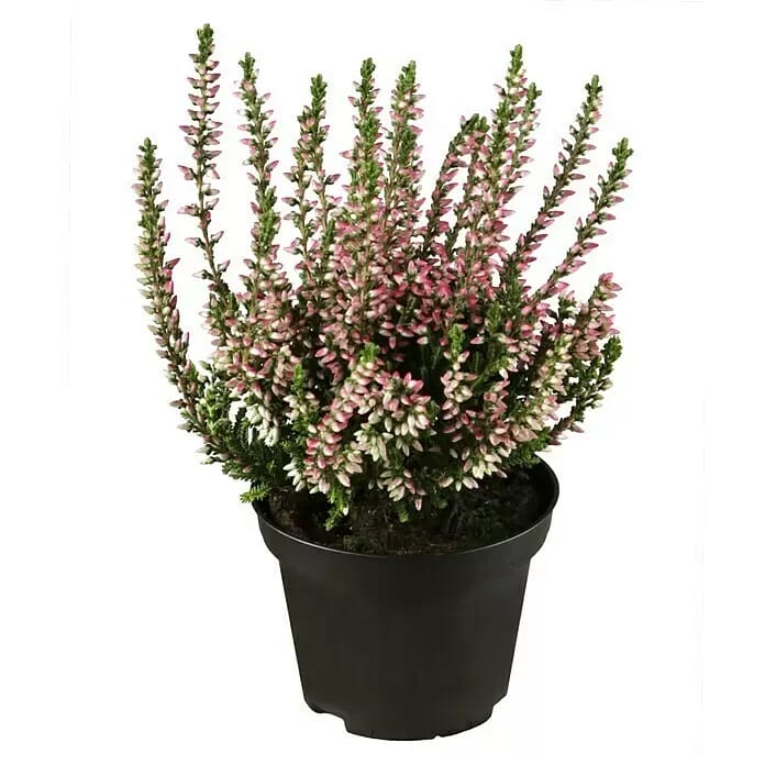 Besenheide Beauty Ladies verschiedene Farben (Calluna vulgaris, Topfgröße: 6 cm)