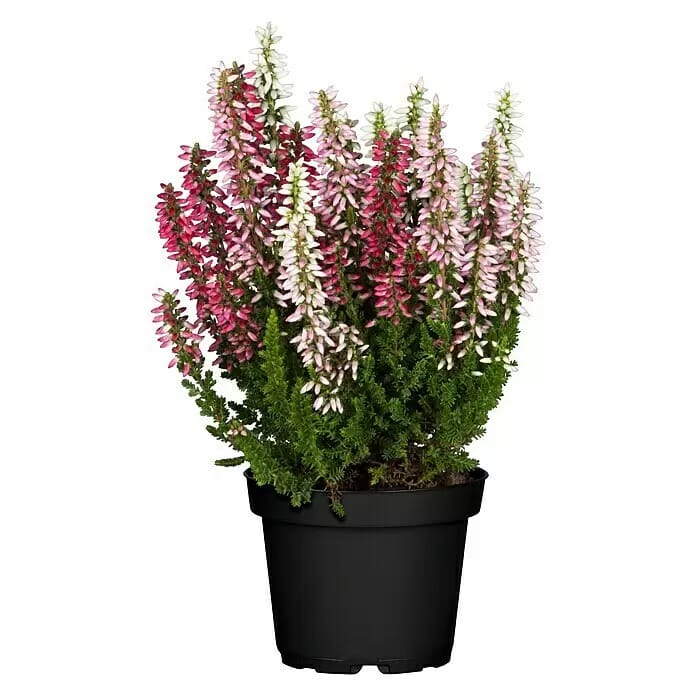 Besenheide Beauty Ladies 3 Farben (Calluna vulgaris, Topfgröße: 6 cm, Weiß/Rosa/Pink)
