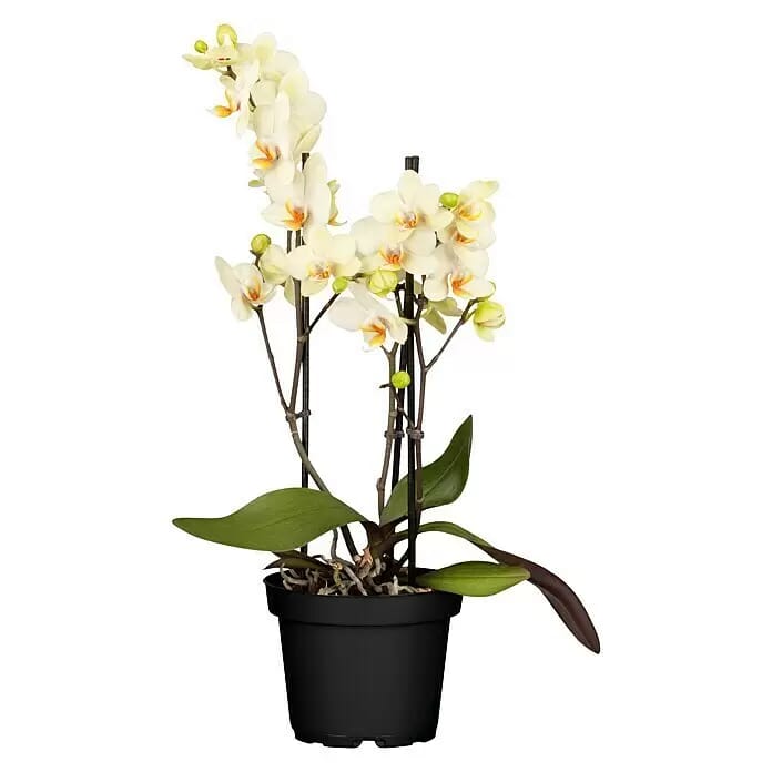 Piardino Schmetterlingsorchidee (Phalaenopsis multiflora, Topfgröße: 12 cm, Sortenabhängig, Anzahl Triebe: 2 Stk., Aufrecht)