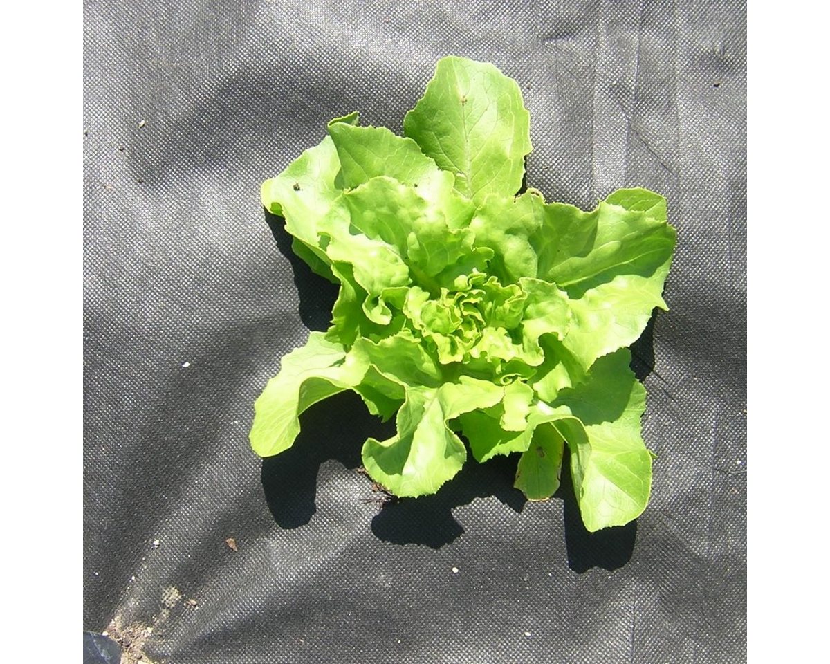 Haga - Gartenvlies (Meterware) Unkrautvlies für Gemüsebeet 50g/m² in 0,8m x 1m Bild 5