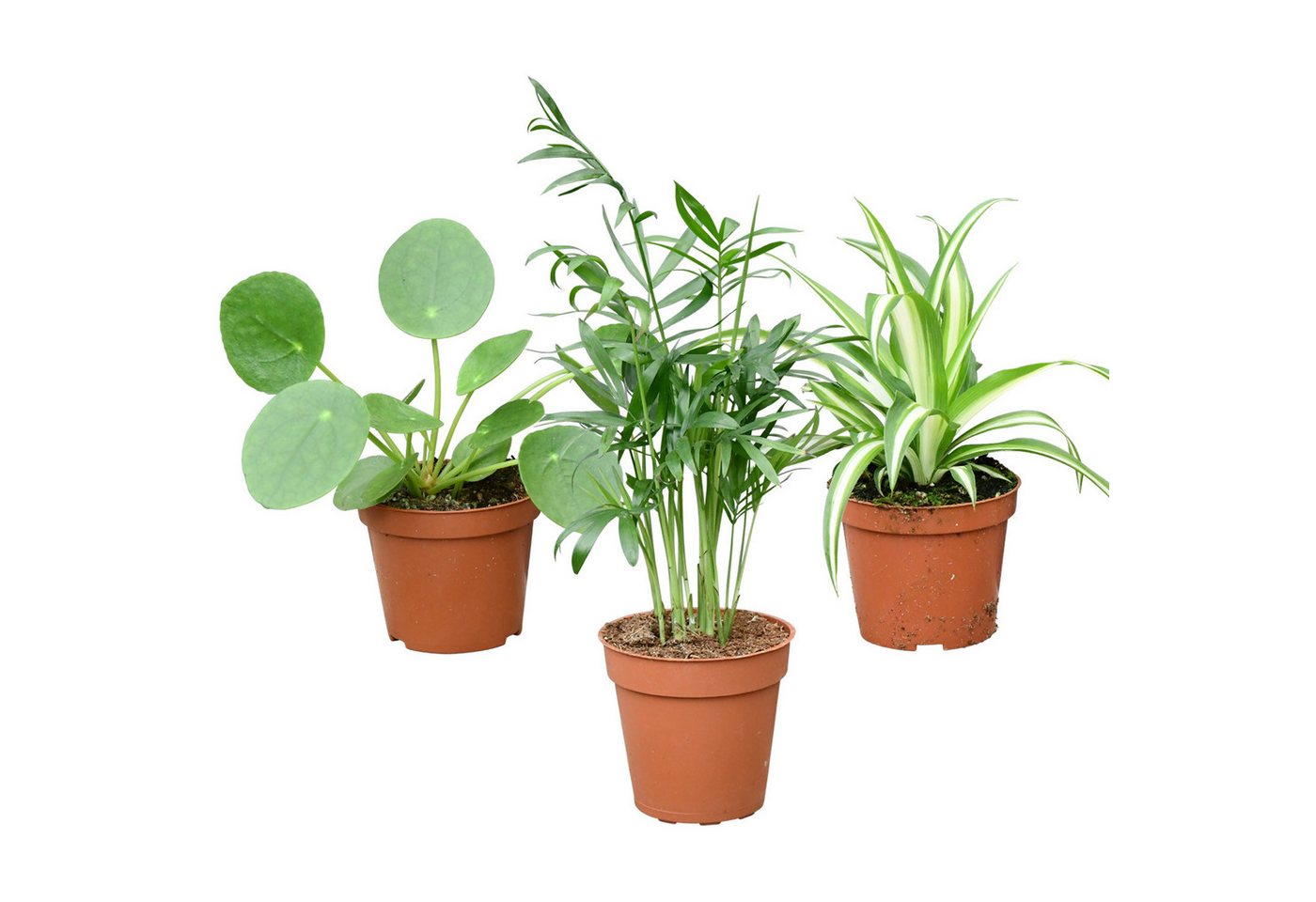 Green Me Up Zimmerpflanze Mini Zimmerpflanzen Babypflanzen Trio tierfreundlich 9 cm 3er Set, Bergpalme Grünlilie Ufopflanze, tierfreundlich Bild 4