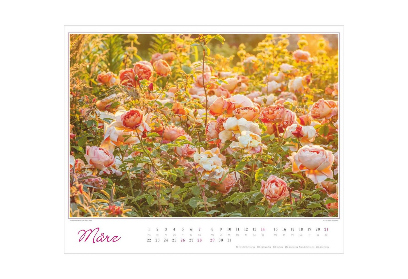 Wandkalender Im Rosengarten 2027 Bild 2