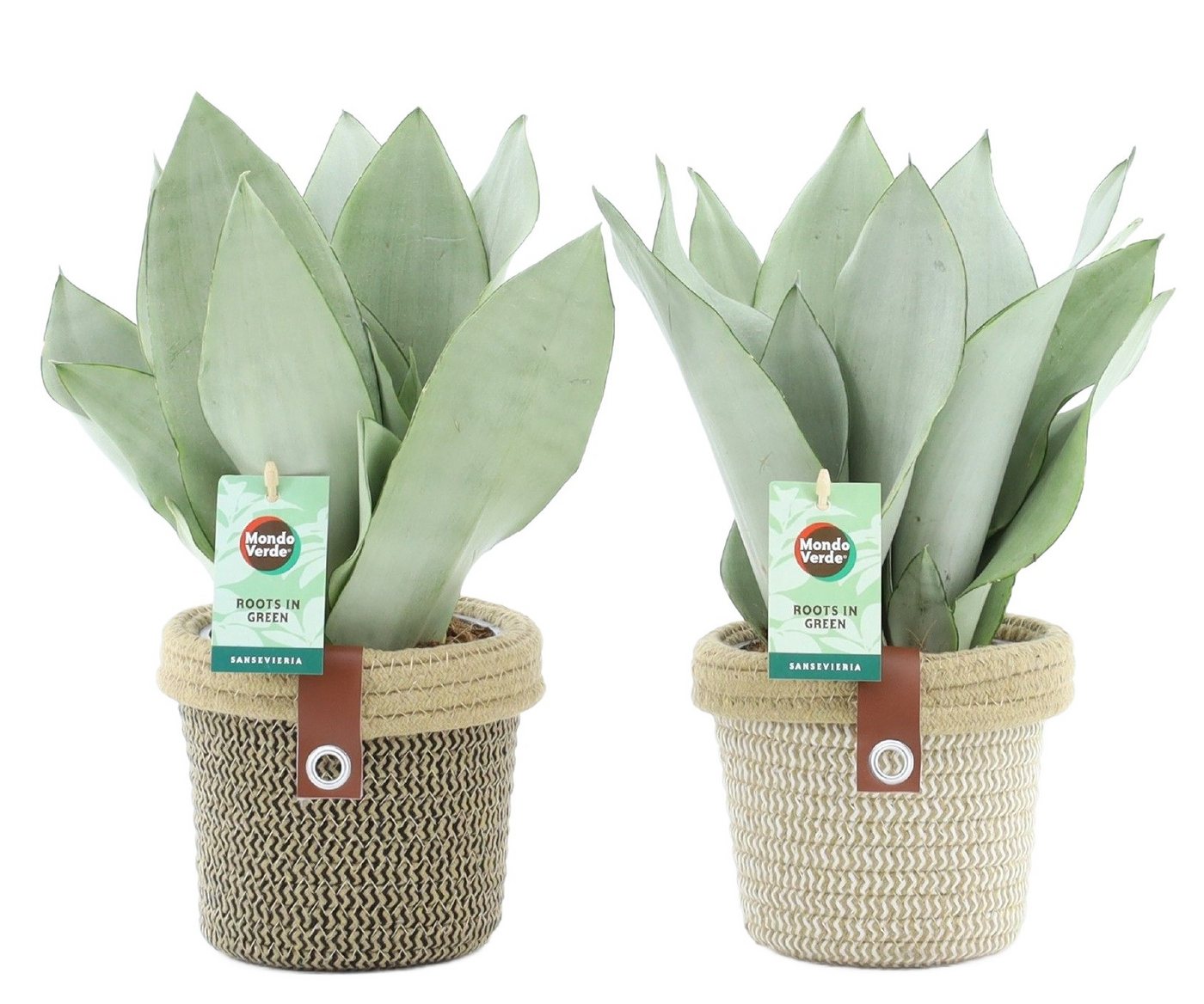 meinvipshop Zimmerpflanze 2er Sansevieria trifasciata Moonshine 35cm mit Übertopf