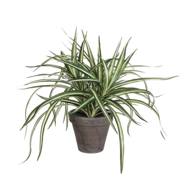 Mica Decorations - Mica Dracaena weiß im grauen Topf 34 x 40 cm Kunstpflanzen